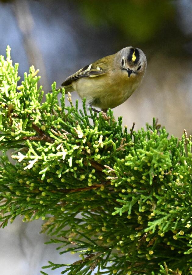 2026-03-19 3 Goldcrest